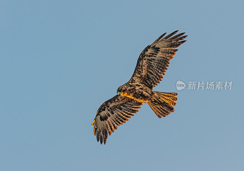 Galápagos鹰(Buteo galapagoensis)是大部分Galápagos群岛特有的大型鹰。蓬塔苏亚雷斯，胡德岛。飞行。